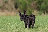 BOULEDOGUE FRANCAIS 641